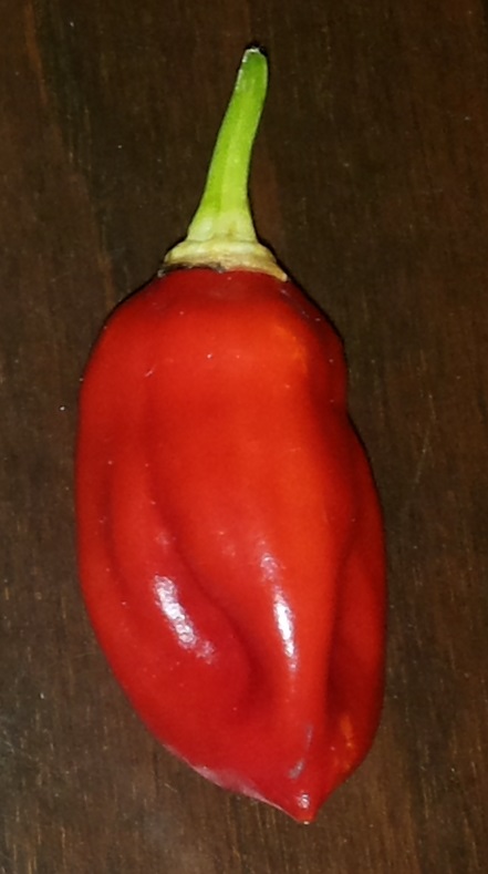 Pepper3.jpg